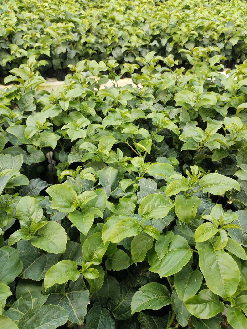 欽蜜9号百香果苗，百香果苗