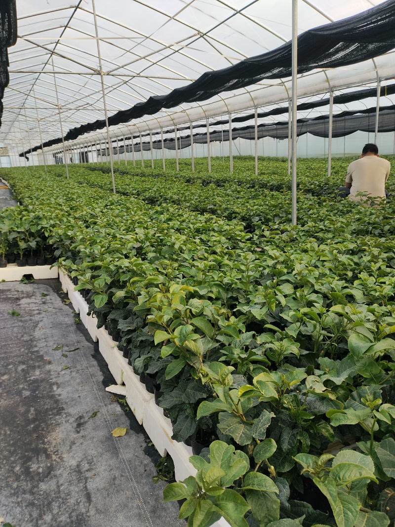 欽蜜9号百香果苗，百香果苗