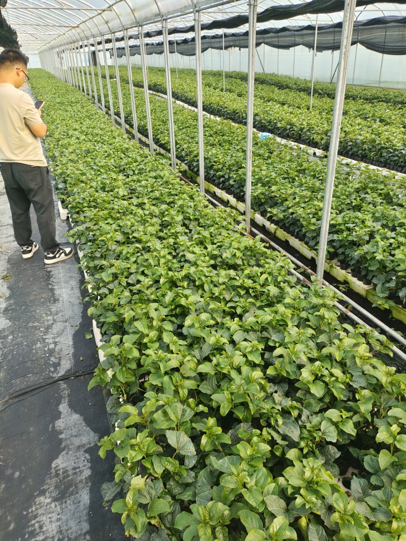 欽蜜9号百香果苗，百香果苗