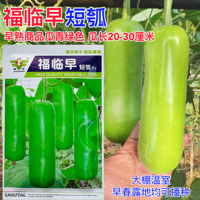 福临早短瓠种子早熟油绿多果高产抗病农家春秋播种精选瓠瓜种