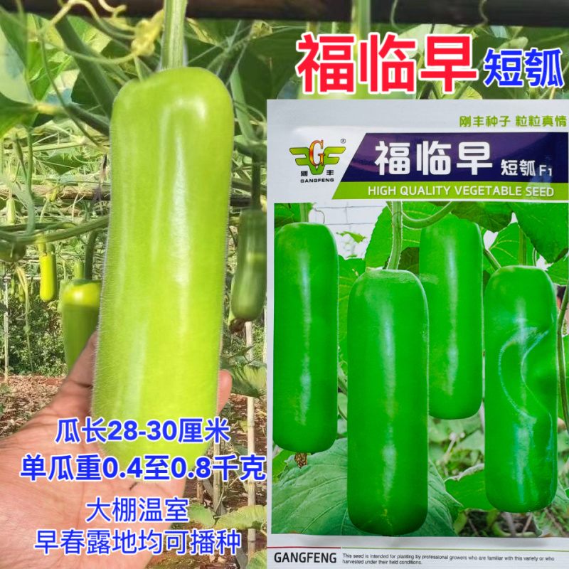 福临早短瓠种子早熟油绿多果高产抗病农家春秋播种精选瓠瓜种