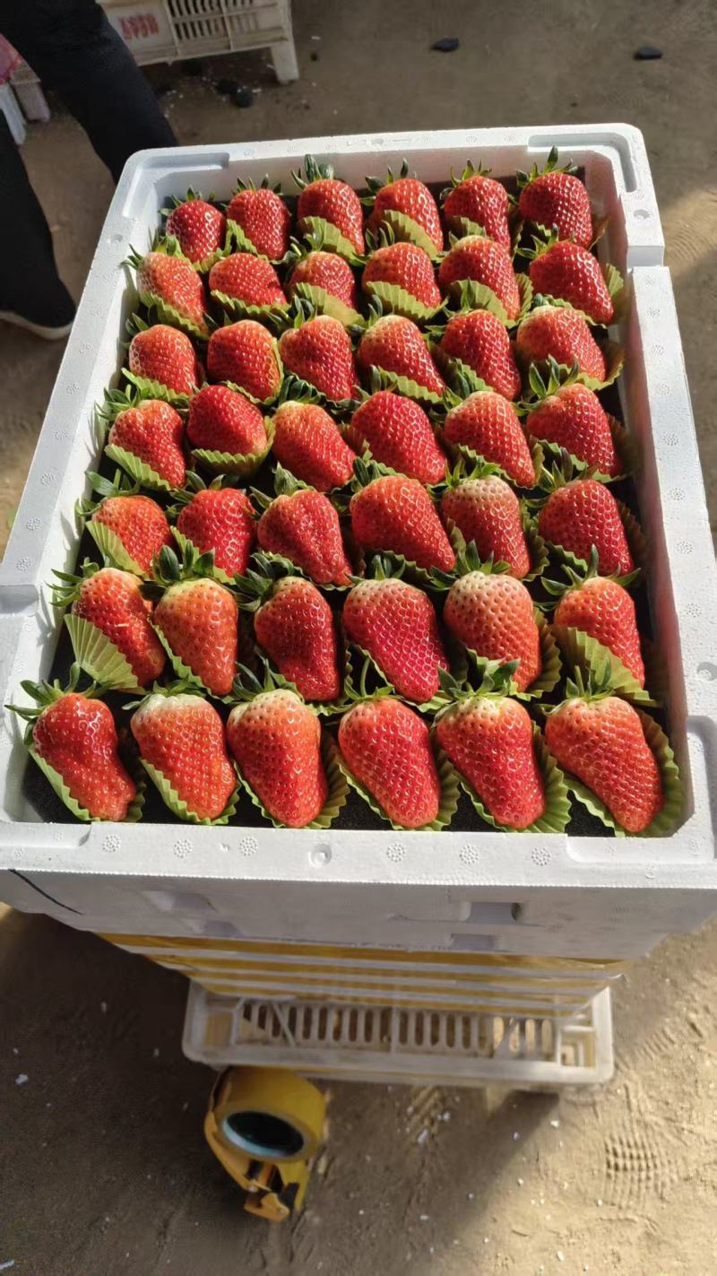 大棚草莓甜宝大量供应市场分级货通货