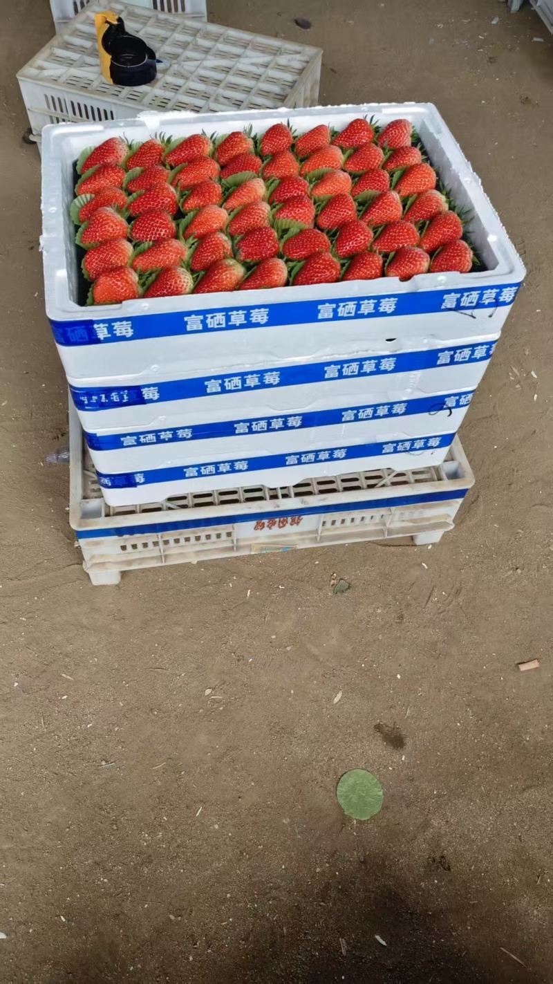 大棚草莓甜宝大量供应市场分级货通货