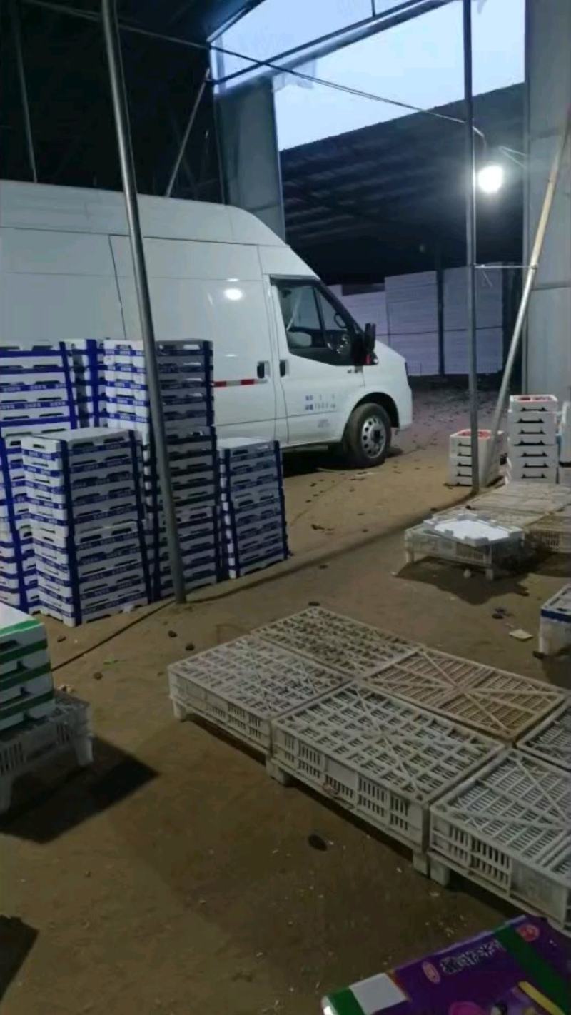 大棚草莓甜宝大量供应市场分级货通货