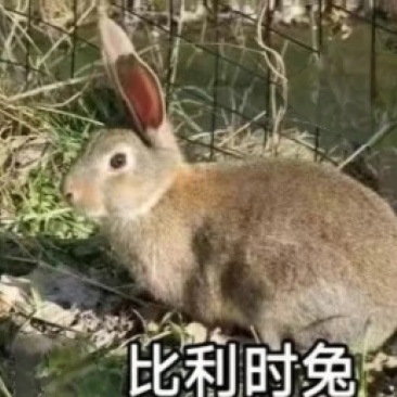 兔子