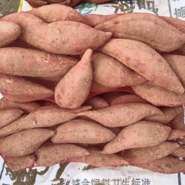 西瓜红