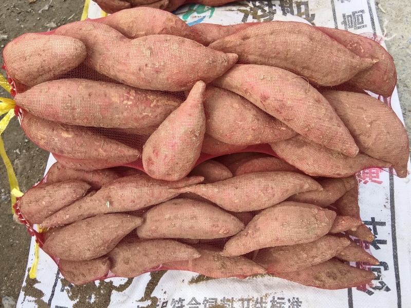 西瓜红