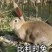 兔子