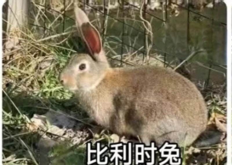 兔子