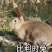 兔子