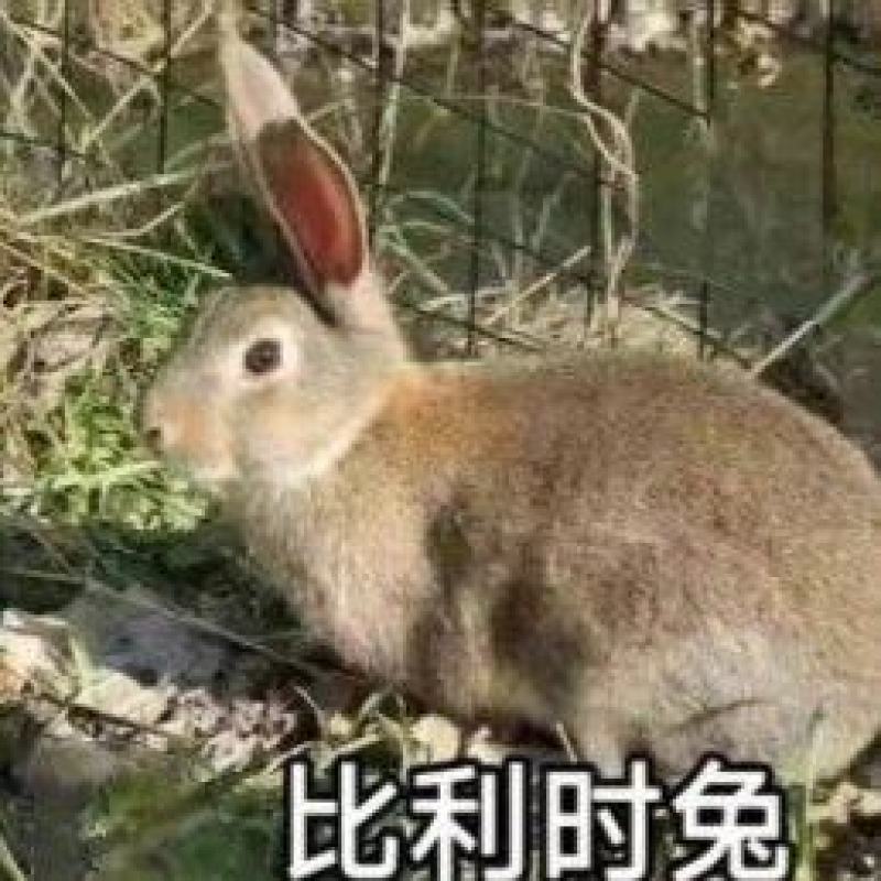 兔子