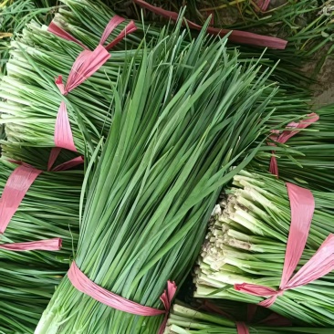 【实力商家】产地直发【诚信经营】保质保量【量大从优】韭菜