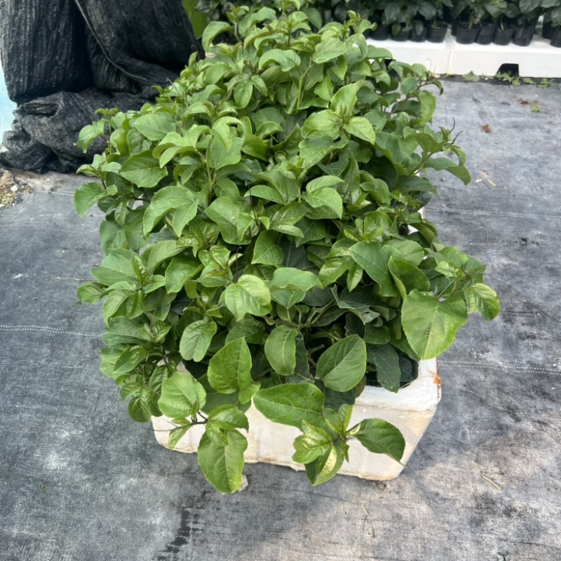 钦蜜9号果苗