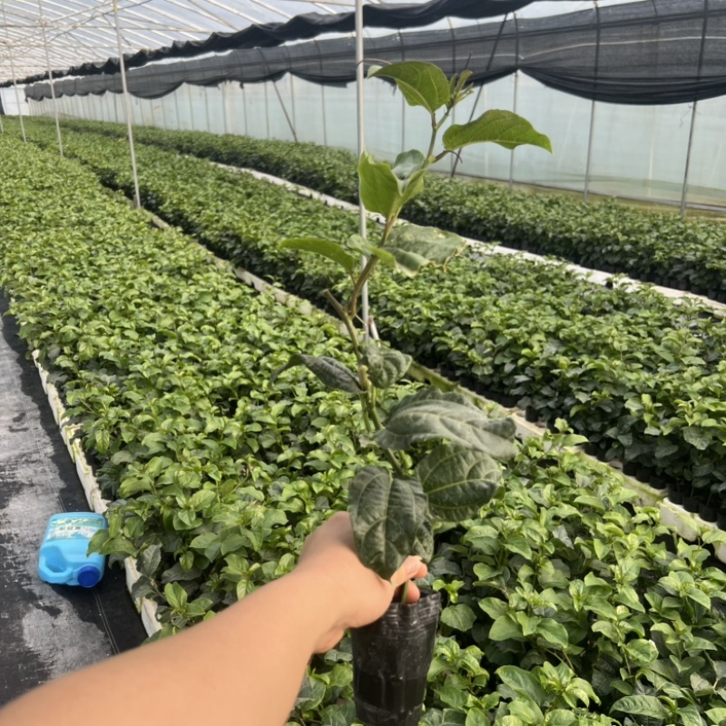 钦蜜9号果苗
