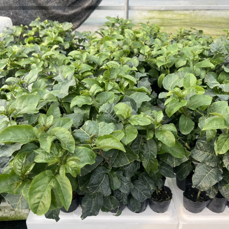 钦蜜9号果苗