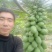 红心水果木瓜
