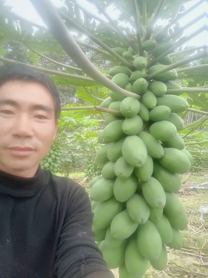 红心水果木瓜