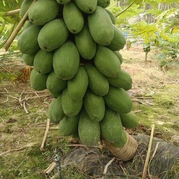 红心水果木瓜