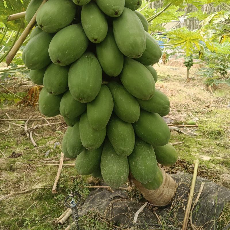 红心水果木瓜