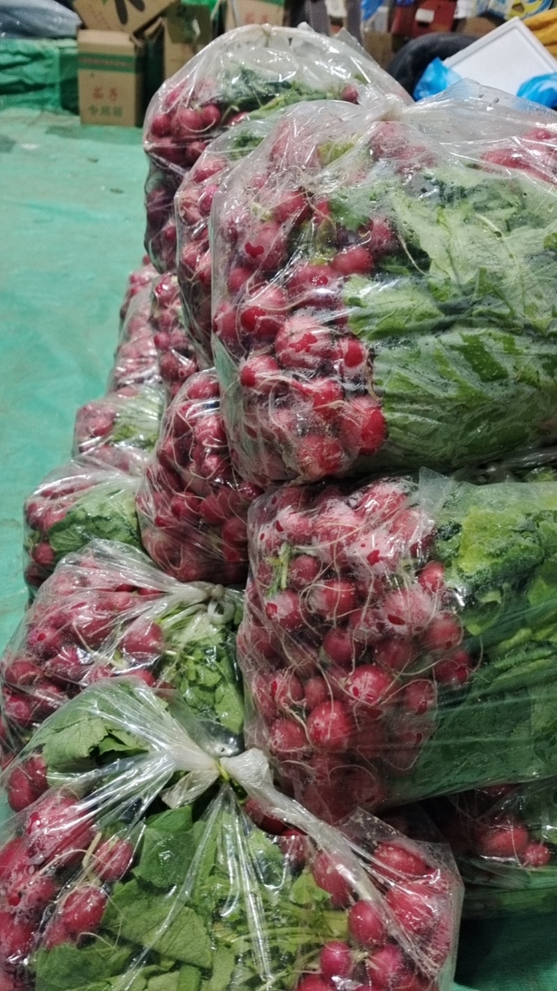 【樱桃小萝卜】产地直发【保质保量】诚信经营【量大从优】