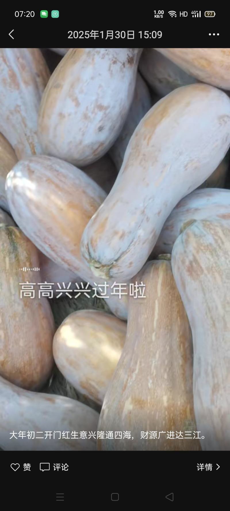 海南密本南瓜