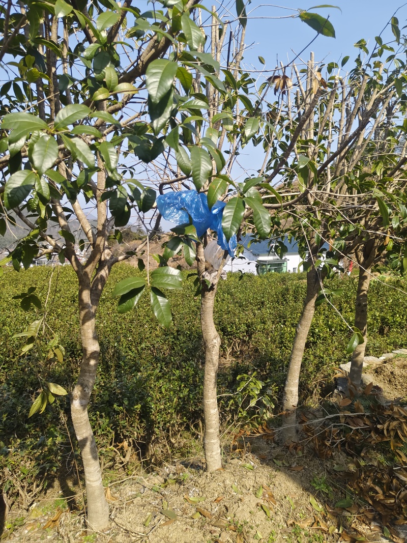 桂花