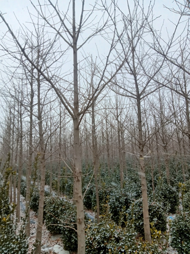 金叶银杏八到十公分