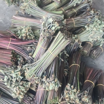 重庆产地新鲜蕨菜龙爪菜鲜嫩无老梗当天发货售后无忧