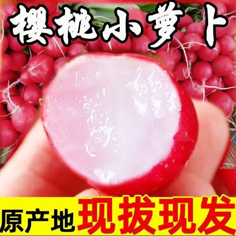【樱桃小萝卜】产地直发【保质保量】诚信经营【量大从优】