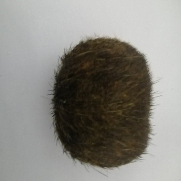 拍卖猪砂