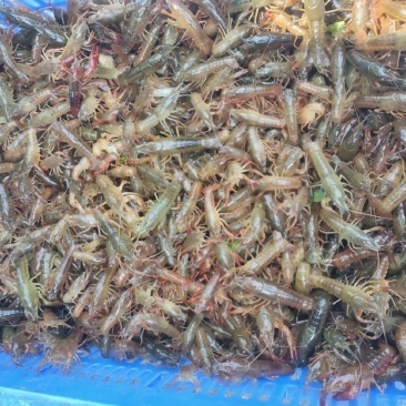 小龙虾虾苗
