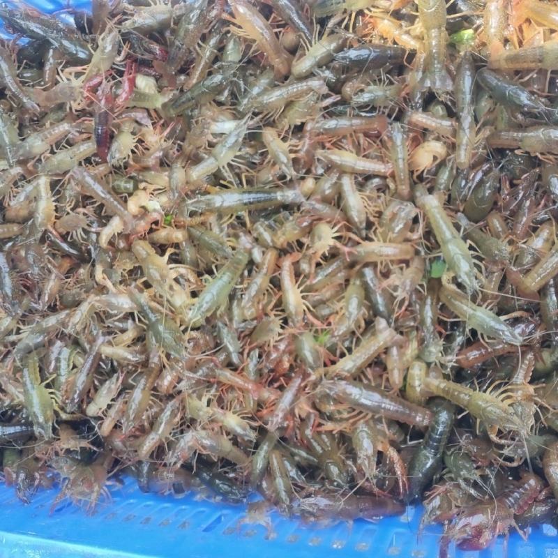 小龙虾虾苗