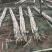 四川精品水果甘蔗大量上市品质保证一手货源量大从优