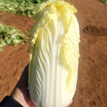 云南精品娃娃菜