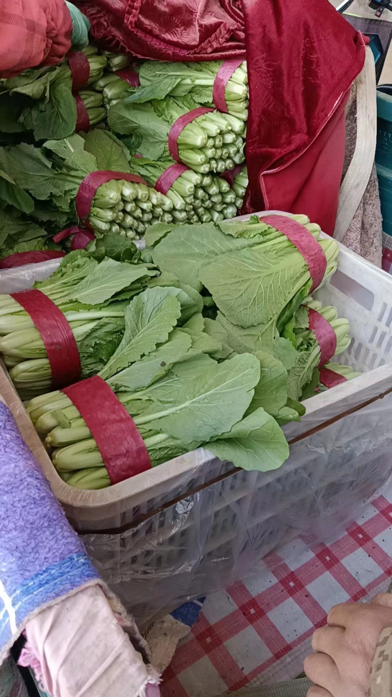 【平台力推】产地直发【诚信经营】保质保量【量大从优】小白