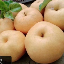 湖北恩施建始县景阳镇金果梨农庄大量上市发货欢迎咨询