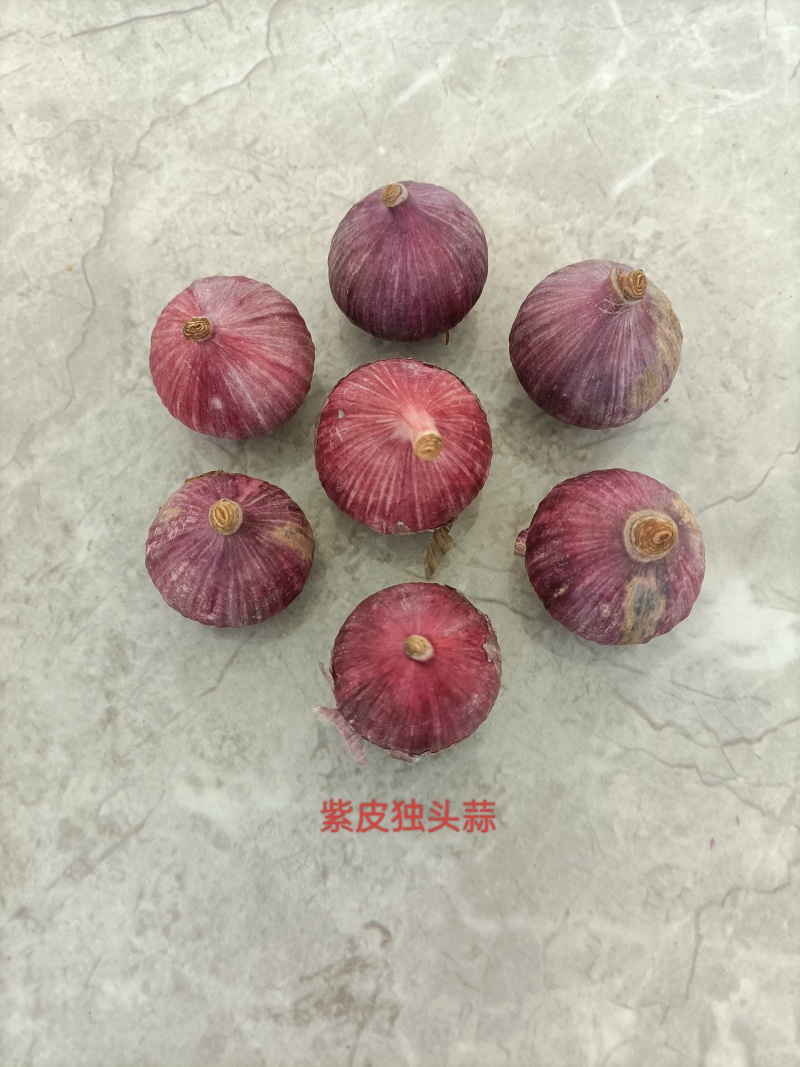云南大蒜新蒜