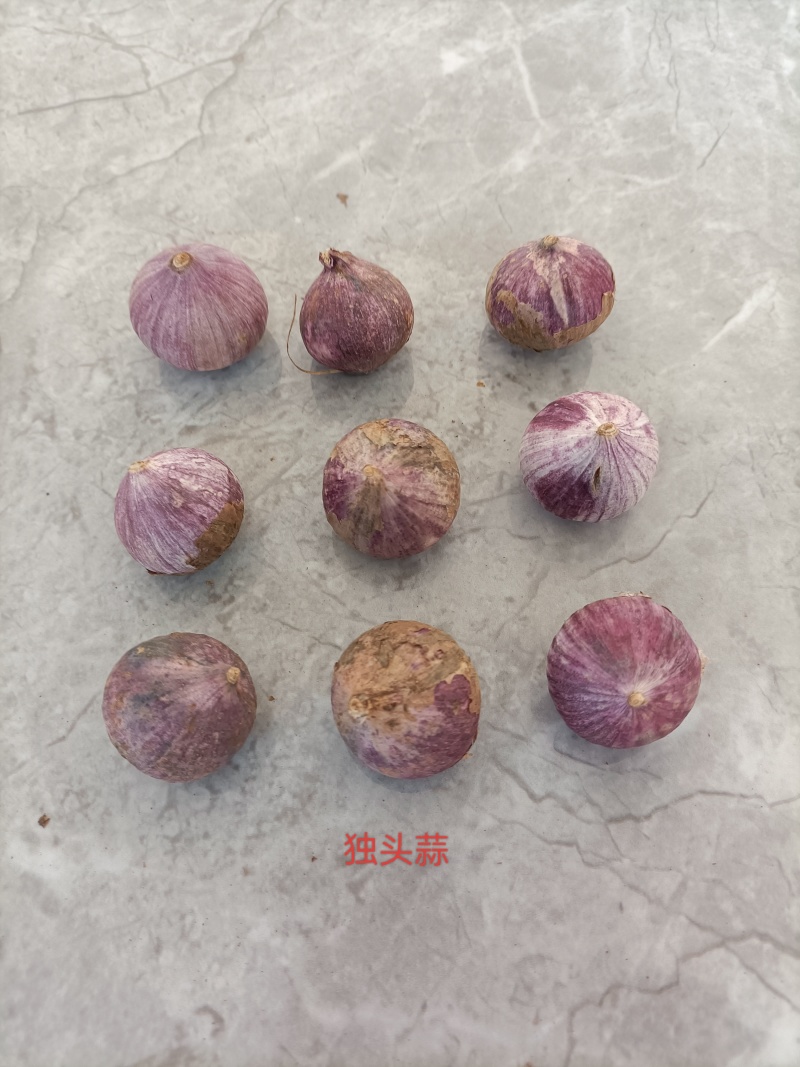 云南大蒜新蒜
