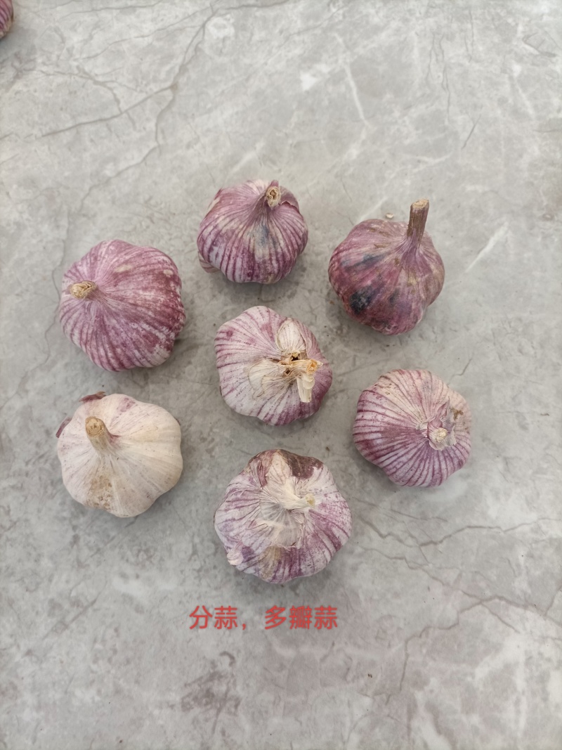 云南大蒜新蒜