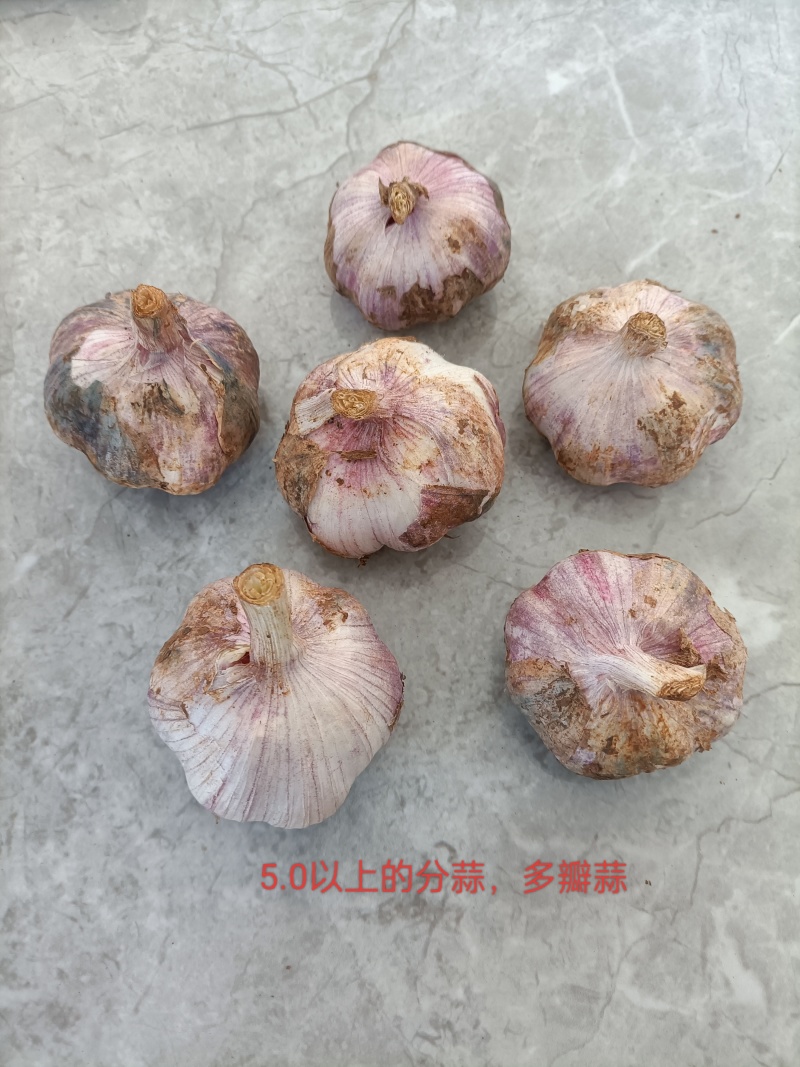 云南大蒜新蒜