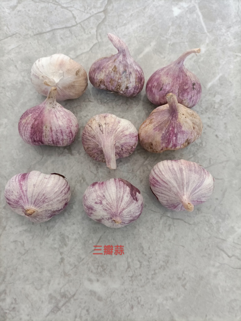 云南大蒜新蒜