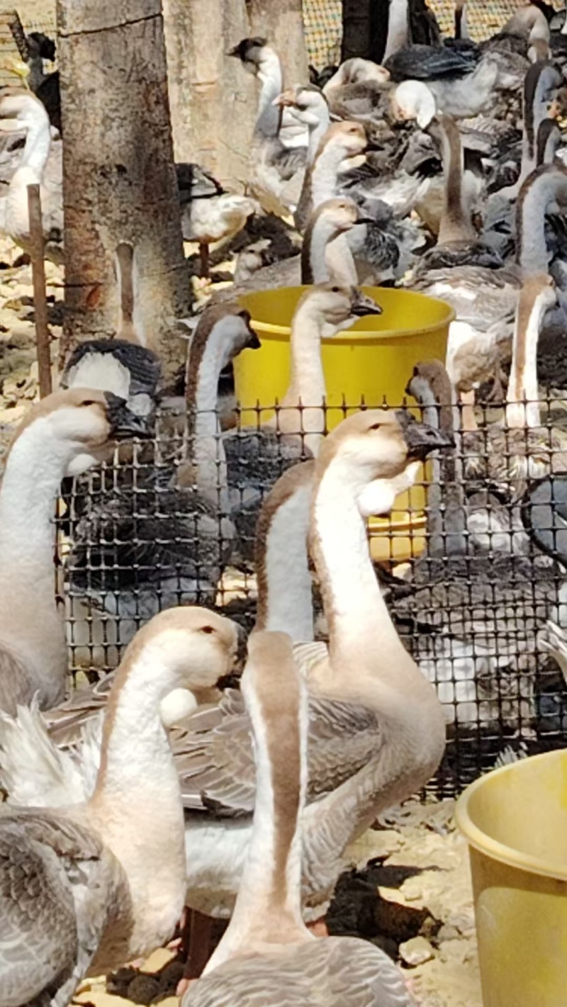 【牛商优选】广东揭阳精品散养狮头鹅生态养殖个头大