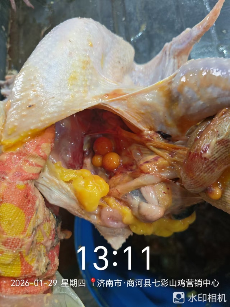 现杀的山鸡白条需要的老板请联系