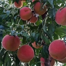 丽江永胜红蜜桃基地