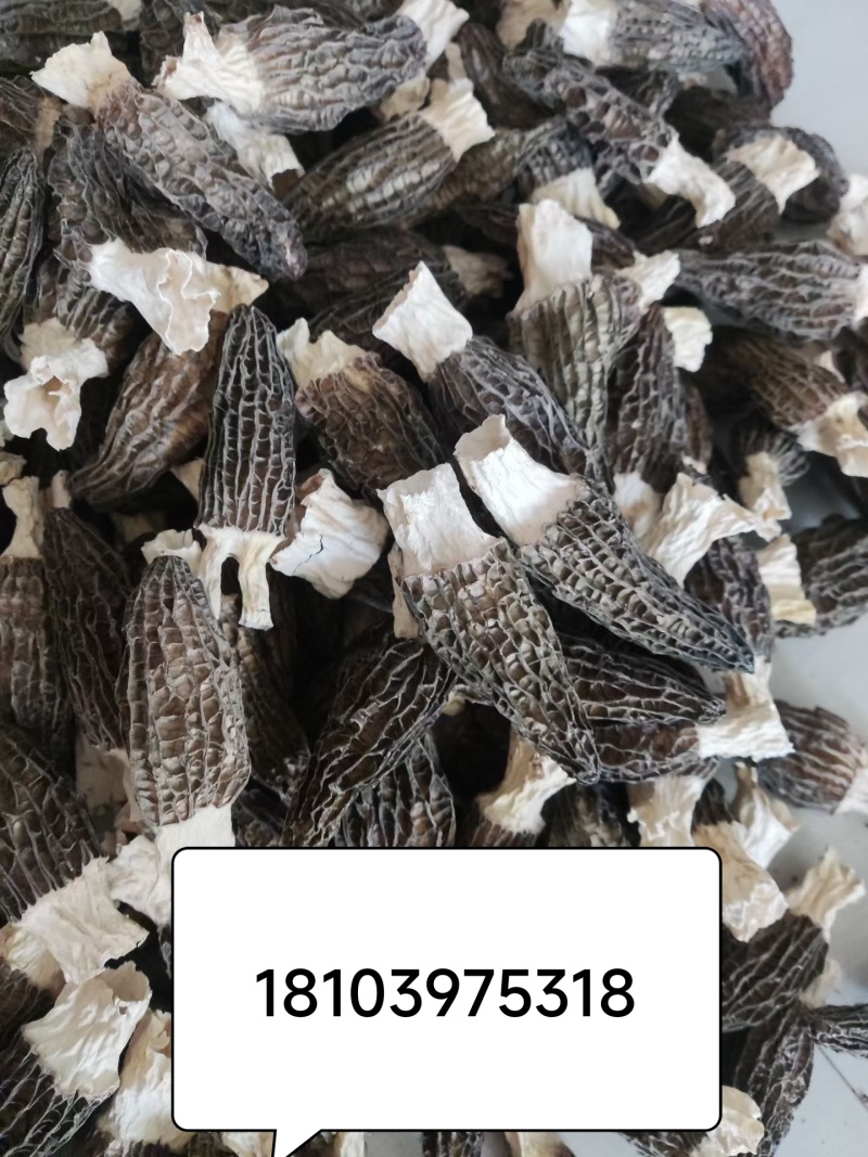 头茬个大肉厚羊肚菌，农户直销，没有中间商差价