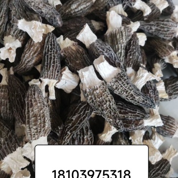 头茬个大肉厚羊肚菌，农户直销，没有中间商差价