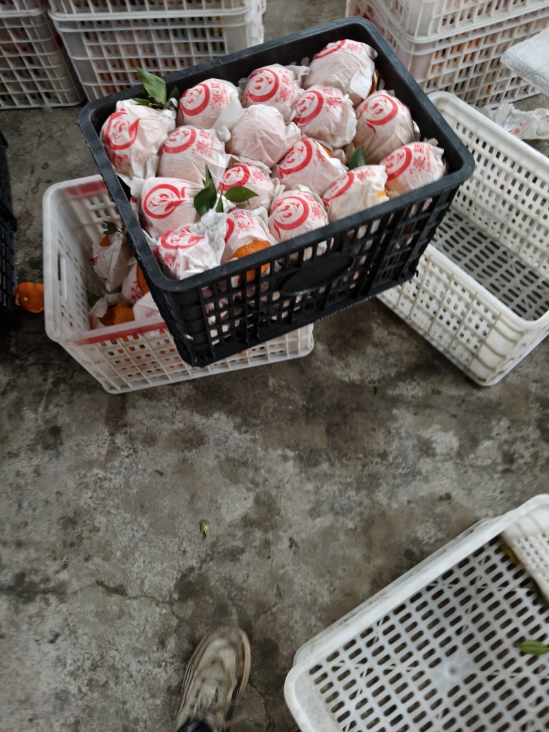 耙耙柑高次