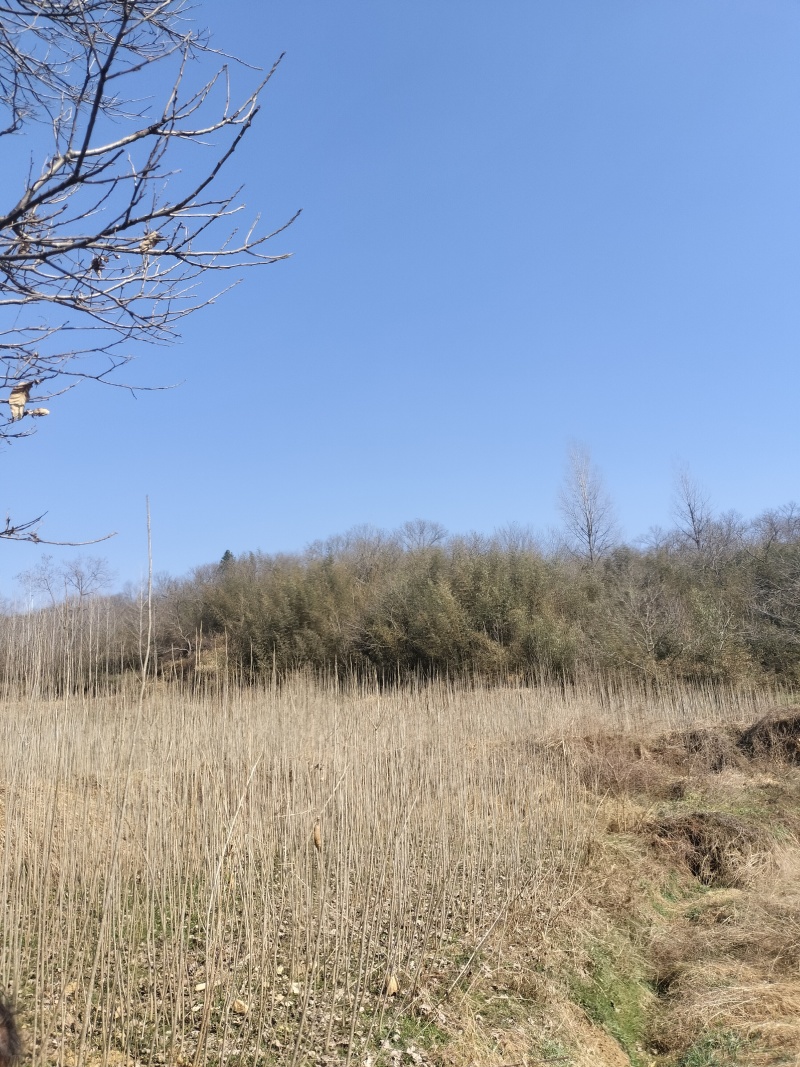 大量优质杨树苗，有需要可联系
