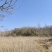 大量优质杨树苗，有需要可联系