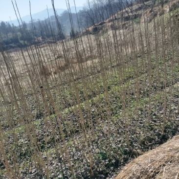 大量优质杨树苗，有需要可联系